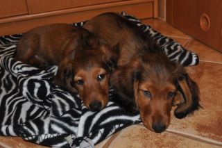 jamnik d�ugow�osy